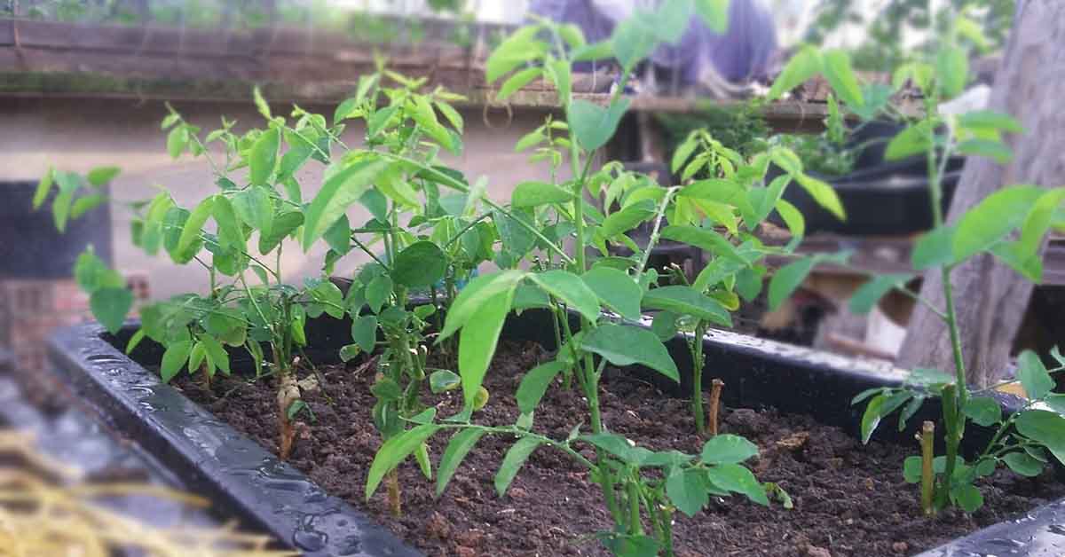 RAU NGÓT RỪNG rau sắng giá cao vẫn hút khách  Mô hình trồng rau ngót  rừng giống tại Vĩnh Phúc  YouTube