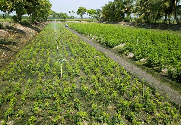 Cải thiện thu nhập từ trồng rau ngót theo hướng hữu cơ  Báo Đắk Lắk điện tử