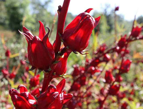 Tìm hiểu hoa atiso đỏ là gì?
